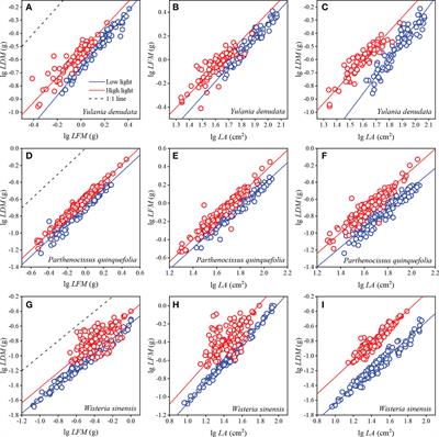 Divergent adaptations of leaf functional traits to light intensity across common urban plant species in Lanzhou, northwestern China